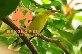 Mua Bán Chim Vàng Anh: Cơ Hội Vàng Cho Người Yêu Chim!